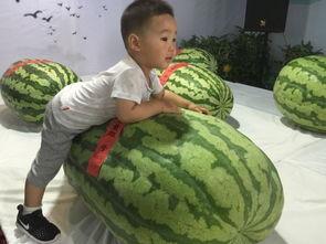 柳州吃瓜事件网