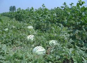 江汉平原网红吃瓜,揭秘当地特色美食背后的故事