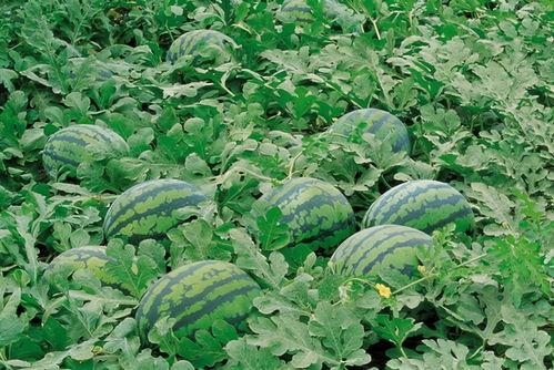 莒县网红吃瓜群微信,揭秘微信朋友圈里的热门话题与趣味生活