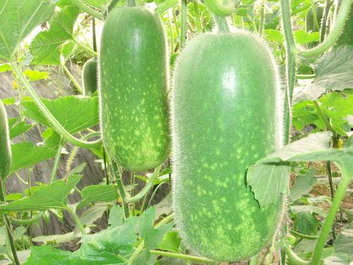 吃瓜网84u,吃瓜网上的热门话题与幕后故事