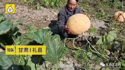 礼县网红吃瓜事件真相是真的吗,真相揭秘，还原事件始末