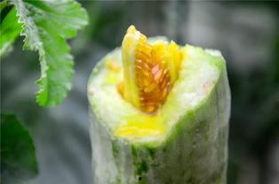 网红甜甜吃蜜瓜