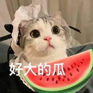静安网红吃瓜事件真相揭秘,揭秘背后真相与争议